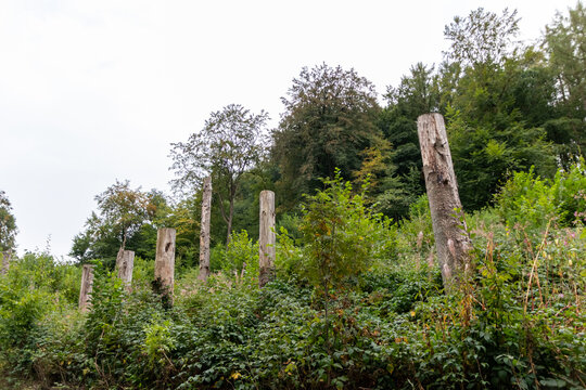 Forest dieback shows rotten trees and dying forest as natural desaster and global warming consequence. Pest infestation in forest and reforestation regulation measures needed to protect climate change