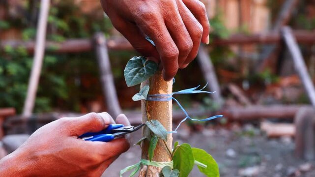 Close-up of a Javanese long pepper (Piper retrofractum) plant being pruned with gardening shears, illustrating plant maintenance, crop care, cultivation, healthy growth, and agricultural management.
