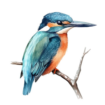Watercolor painting of Kingfisher, detailed artistic vector illustration on clean white background