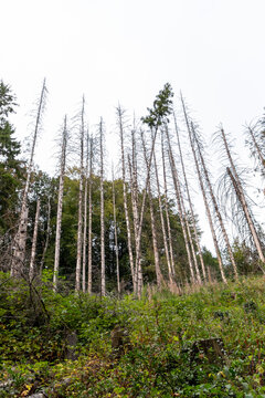 Forest dieback shows rotten trees and dying forest as natural desaster and global warming consequence. Pest infestation in forest and reforestation regulation measures needed to protect climate change