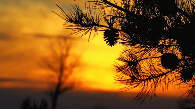 Silhouette of pine branch with pinecone against vibrant golden sunset sky background. Cinematic sunset nature video.
