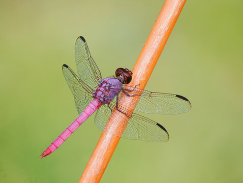 A Focus Stacked Close-up Image of a Male Roseate Skimmer Dragonfly