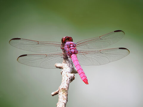 A Close-up Focus Stacked Image of a Male Pink and Purple Roseate Skimmer Dragonfly