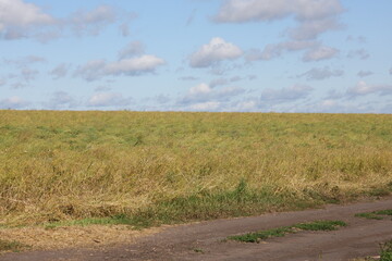 Obraz premium Quiet country road leading through an open agricultural field beneath a wide sky