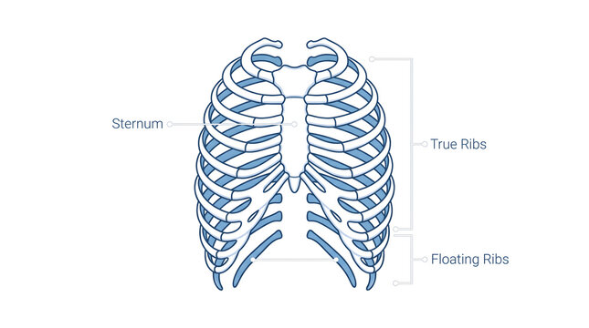 Anatomical diagram of human rib cage with sternum and ribs labeled