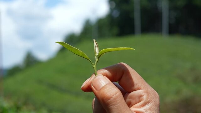 Vertical Farmer&rsquo;s Hand Showing Young Organic Green Tea Bud Against Tea Plantation Hill on Summer