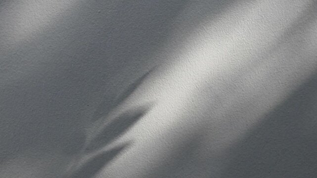 Abstract natural tree branch leaves shadow on white wall background
