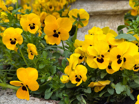 Yellow pansy viola flowers