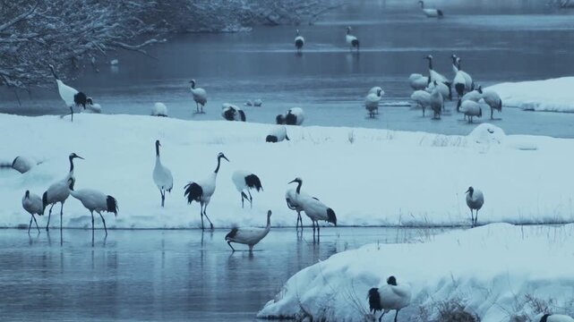 北海道 冬のタンチョウたち