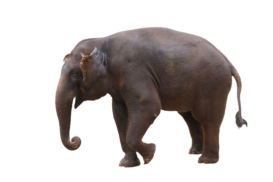 Elephant isolated on transparent background png file	