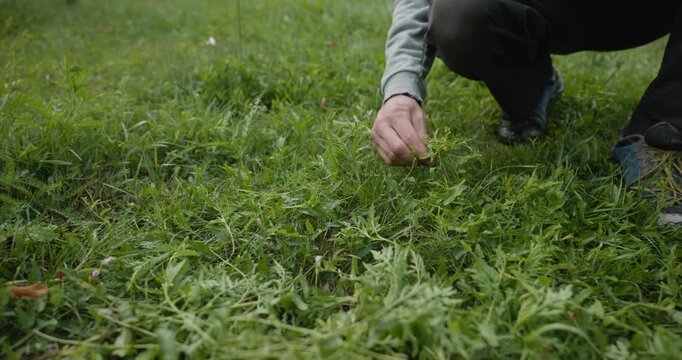 Close-up male hands pull out weed in backyard. 4K 10-bit