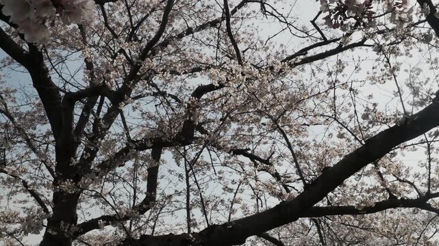 富山県　あさひ舟川の桜