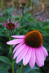 Fototapeta premium Pink flower close up, beautiful blooming flowers summer concept