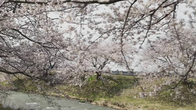 富山県　あさひ舟川の桜