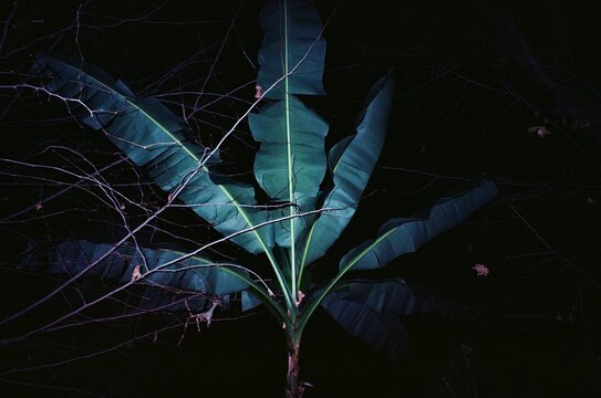 Large Green Leaves in Low Light