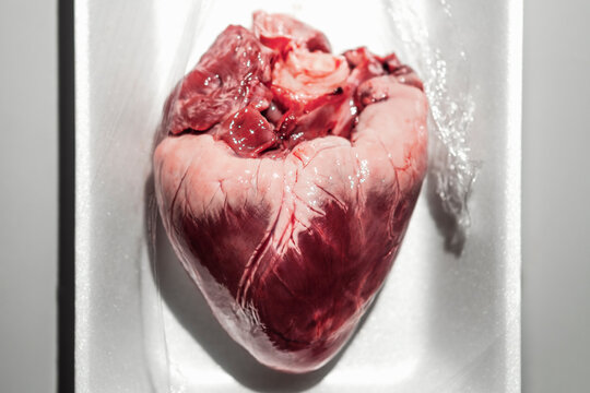 Heart Displayed in a White Tray Covered With Plastic Wrap