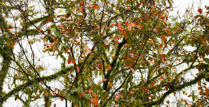 Lush Tree Branches with Green and Brown Leaves