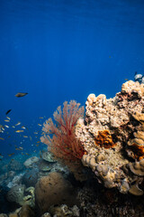 Bright red sea fan gorgonian growing on tropical coral reef in deep blue ocean. © PIPE DIVE UNDERWATER