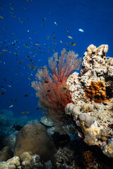 Bright red sea fan gorgonian growing on tropical coral reef in deep blue ocean. © PIPE DIVE UNDERWATER