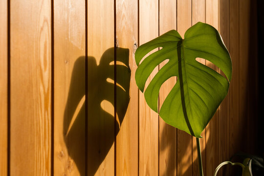 Monstera Leaf Casting Shadow