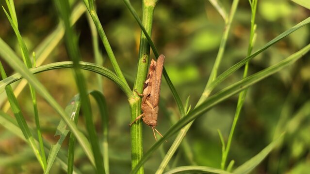 A grasshopper in the grass