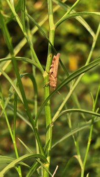 A grasshopper in the grass