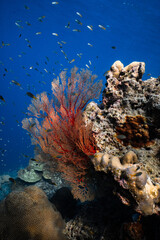 Bright red sea fan gorgonian growing on tropical coral reef in deep blue ocean. © PIPE DIVE UNDERWATER