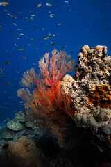 Bright red sea fan gorgonian growing on tropical coral reef in deep blue ocean. © PIPE DIVE UNDERWATER