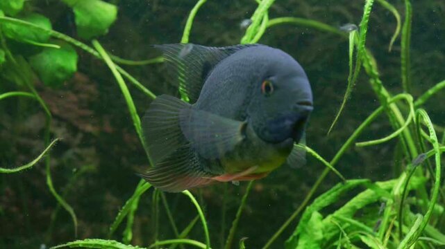 Cichlasoma Severum Cichlid Swimming with Fry in Aquarium 