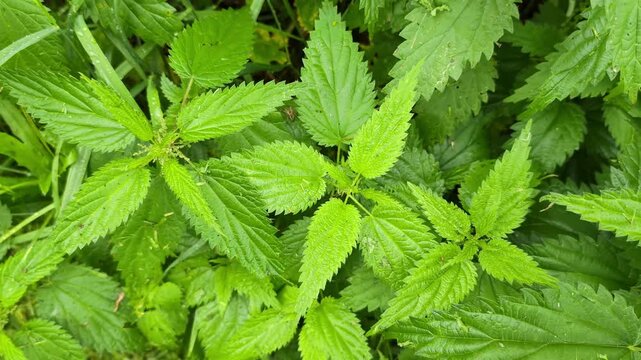 Vibrant green stinging nettle leaves with serrated edges thrive densely, showing a natural pattern in a wild garden setting.