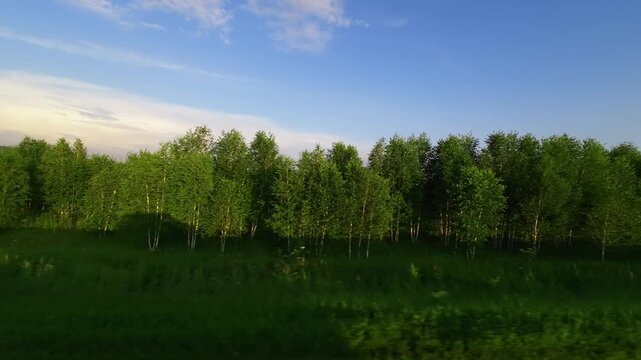 Video captured from a car camera during a peaceful drive along a road bordered by dense green trees. Clear blue sky with soft clouds enhances the serene atmosphere while sunlight gently illuminates.