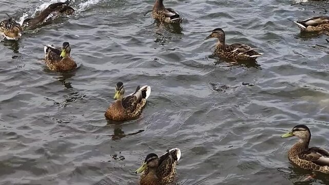 Several ducks floating and swimming on the rippled water of a lake or pond. Ducks display various brown and black feather patterns with some showing hints of white and green.