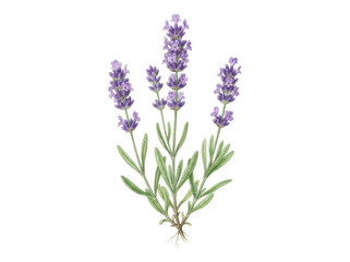Fototapeta premium Lavender Bloom: A delicate sprig of lavender in full bloom, showcasing its fragrant purple flowers and green leaves, presented as a beautiful botanical illustration.