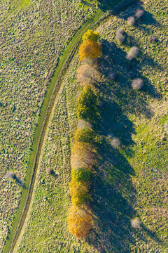 A country track through a line of colorful trees on grassy farmland