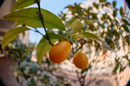 kumquat on city tree ripe