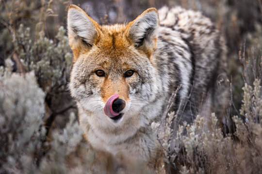 A wild coyote in Yellowstone National Park