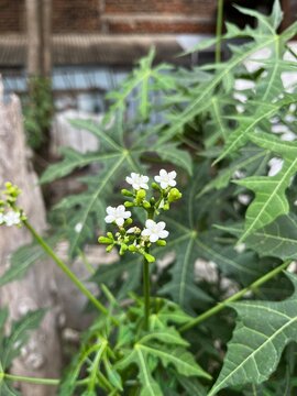 Macro view of Chaya plant blossoms, tiny white flowers and green lobed leaves in a tropical garden.