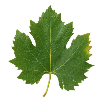 Vibrant green grape leaf with intricate vein patterns and slightly serrated edges, isolated on a clean white background
