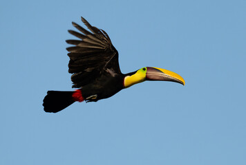 Yellow-billed Toucan in flight © Julio