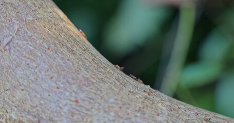 Fototapeta premium Weaver ants Oecophylla smaragdina crawling on tree bark, tropical forest environment, macro wildlife behavior, nature documentary , slow motion.