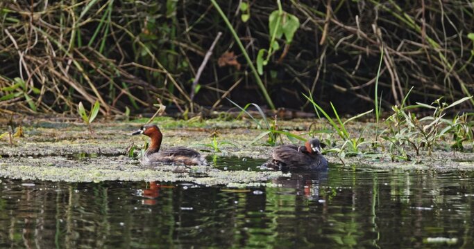 Little grebe Tachybaptus ruficollis parents swimming in pond with chicks climbing on backs, natural bird behavior in wetland habitat, wildlife documentary, slow motion.