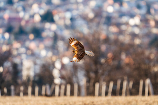 Chimango Caracara in Flight