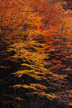 Autumn Foliage in Patagonia Forest