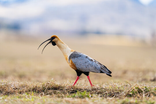 Black-Faced Ibis in Patagonian Field