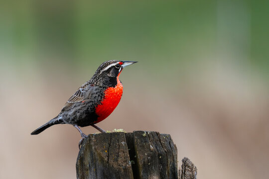 Long-Tailed Meadowlark on Post