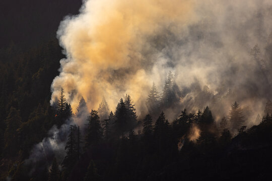 Wildfire Burning Through a Forest Under a Smoky Orange Sky