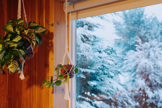 Hanging Plants by Snowy Window