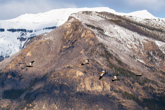 Andean Geese Over Snowy Andes