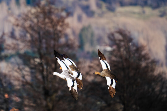 Upland Geese Flying Over Patagonia