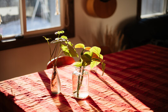 Glass Jars with Rooting Vines